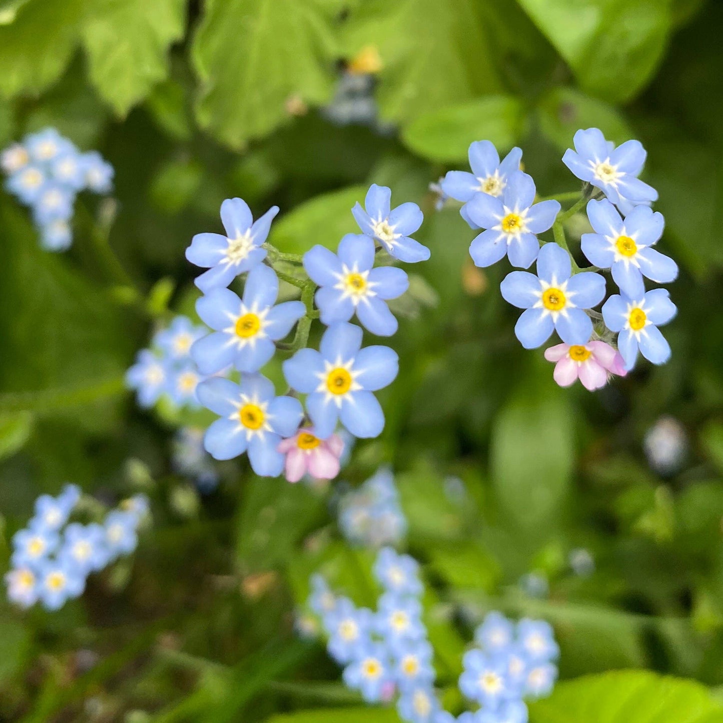 Forget Me Not Blue Flower Mini Stud Earring